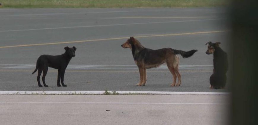 Ugašena svjetla na Tuzlanskom aerodromu: Umjesto redova putnika, na pisti psi lutalice