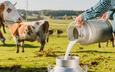 Arla Foods i DMK spajaju snage: Nastaje najveća mljekarska zadruga u Evropi